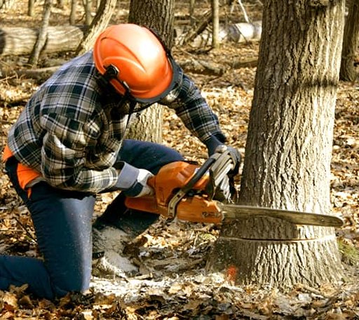 Tree Removal in Maize, KS